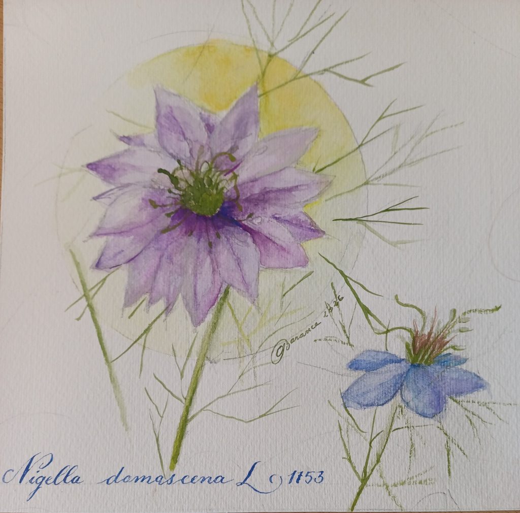 Nigelle ensoleillée