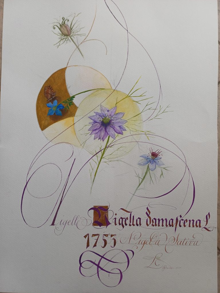 Page d'herbier de la Nigelle