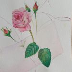 Rosa centifolia Bullata