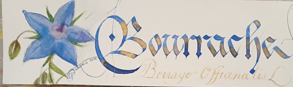 marque page Bourrache