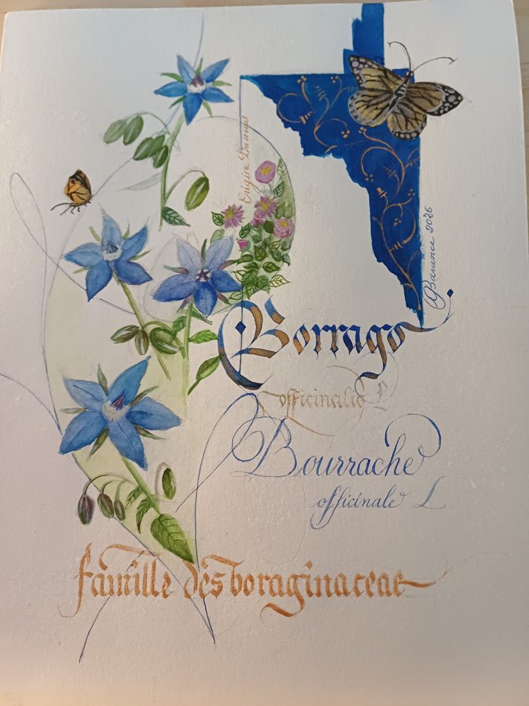 Page Bourrache