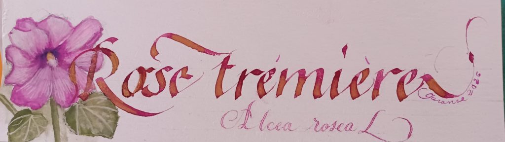 marque pages Rose tremiere